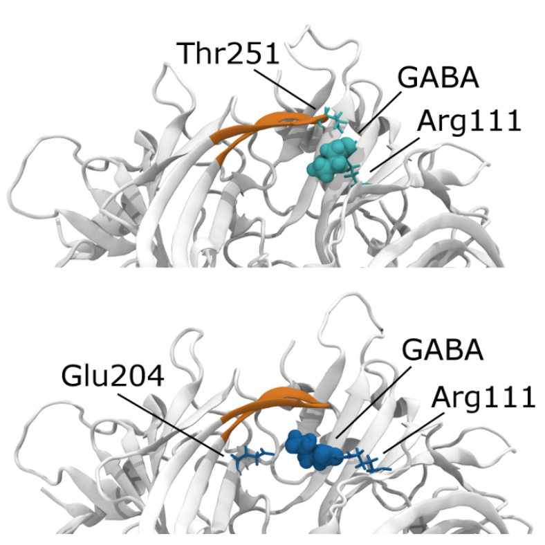 GABA binding to an RDL receptor